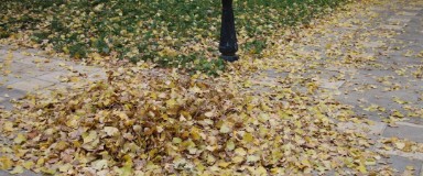 Spring & Fall Cleanups